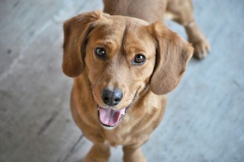 Restoran Ini Gaji Karyawan 1,5 Juta Per Jam untuk Bermain Bersama Anjing