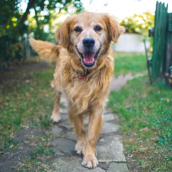 Anjing juga bisa merasa frustrasi dan ini bisa menjadi kemungkinan penyebab anjing suka menggigit.