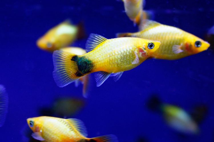Ada beberapa zodiak yang paling berantakan, salah satunya Pisces.