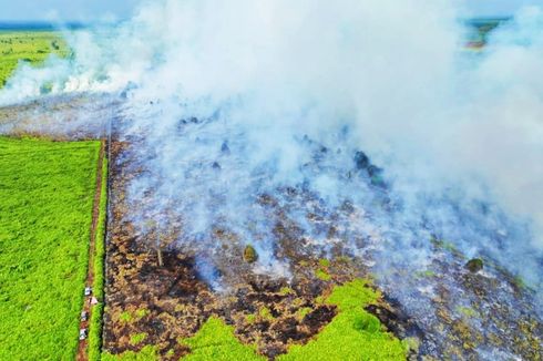 Kebakaran Lahan Gambut di Rokan Hulu Riau Tak Kunjung Padam, Petugas Berjibaku dari Darat dan Udara