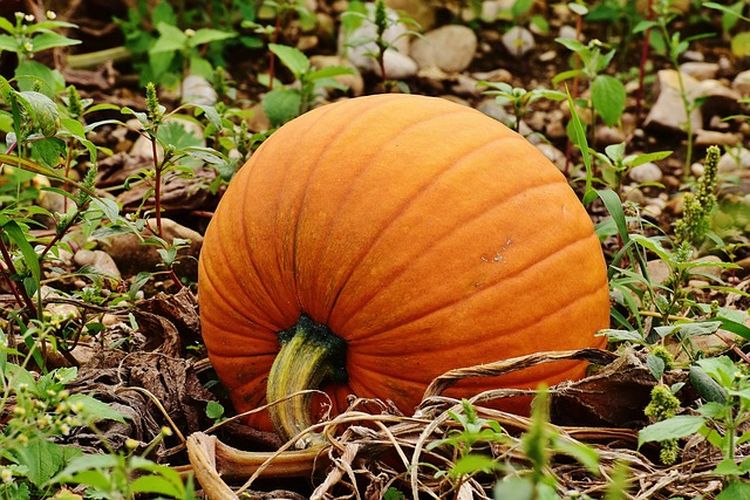 tanaman labu kuning, budidaya labu kuning