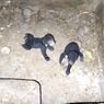 Dua Bayi Beruang Madu Lahir Alami di Lembaga Konservasi Lampung, Paramedis: Jarang Terjadi