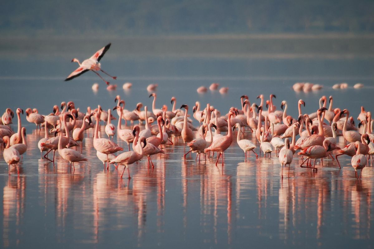 Contoh perairan dangkal yang dihuni oleh populasi flamingo.