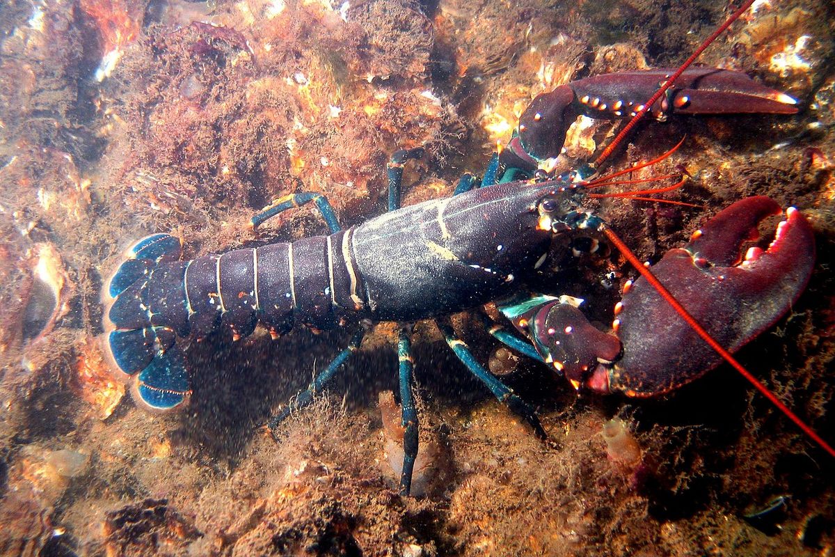 Lobster air tawar, Vietnam Berhasil Budidaya Lobster.