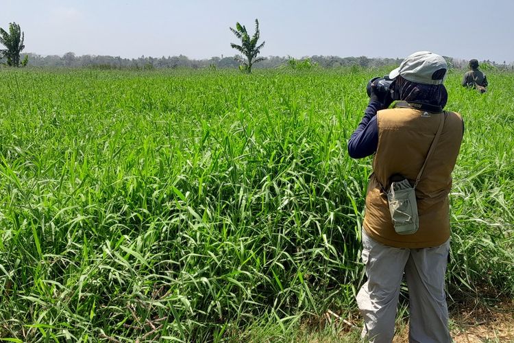 Hunting Foto Puluhan Jenis Burung Migran di Muara Progo Kulon Progo