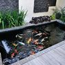 9 Alasan Mengapa Perlu Memiliki Kolam Ikan di Rumah