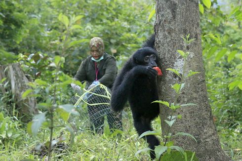 BKSDA Aceh Lepas Liarkan Kembali Siamang dan Kukang ke Habitatnya