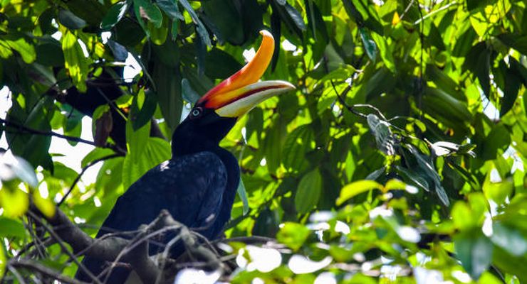 Bagaimana Burung Pemakan Buah Bantu Regenerasi Hutan Tropis?