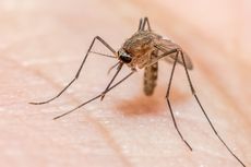 WHO Sebut China Resmi Bebas dari Malaria