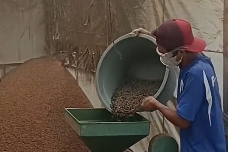 Jelang Panen, Petani Kopi Kabupaten Semarang Khawatir Ekspor Terdampak Konflik Iran-Israel