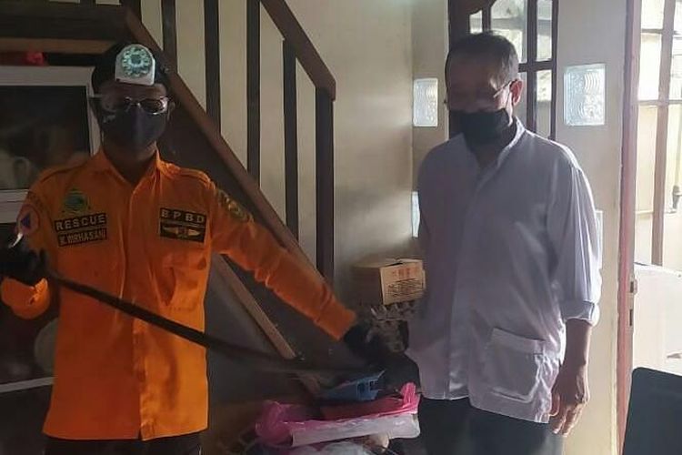 Petugas BPBD Banjarmasin, berhasil mengevakuasi seekor ular Kobra Jawa dari salah satu rumah warga.
