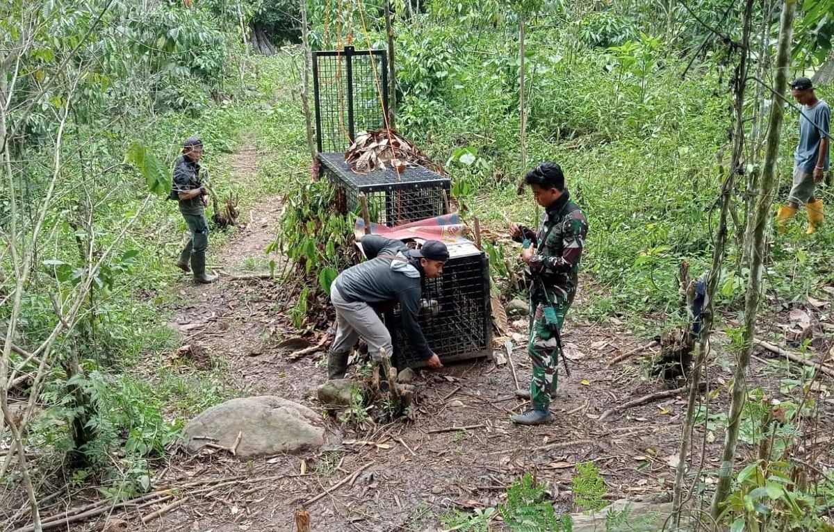 Penanganan Konflik Harimau di Lampung, Balai TNBBS: Sudah 4 Hari Belum Ditemukan Tanda Baru