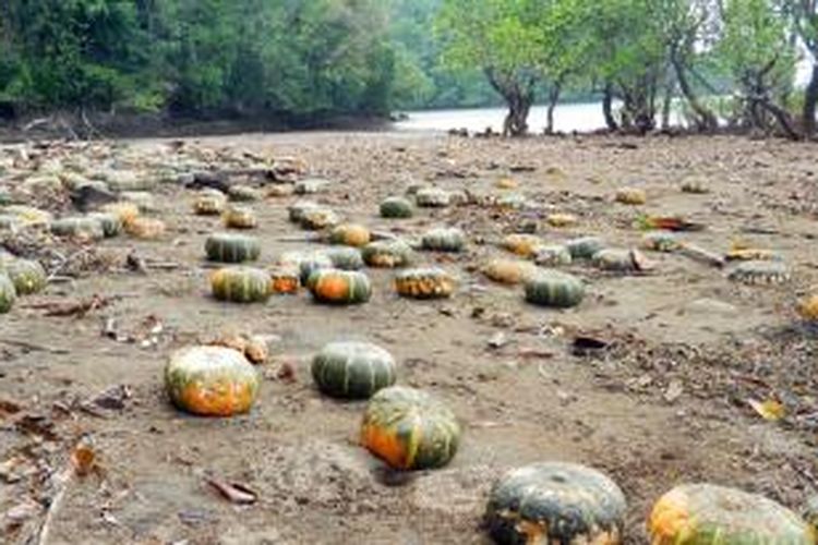 Puluhan ribu labu yang masih misterius ditemukan warga terdampar di pantai-pantai Nusa Utara, Sulawesi Utara.