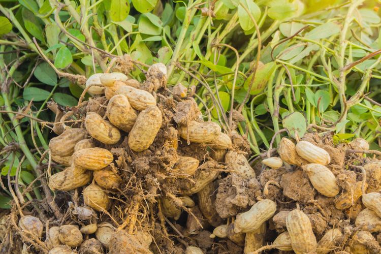 Ilustrasi kacang tanah, menanam kacang tanah.