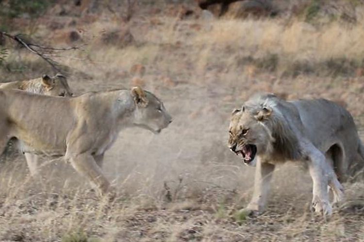 Video yang diambil di Pilanesberg Game Reserve, Afrika Selatan, menampilkan detik-detik langka saat dua singa jantan muda diusir oleh singa-singa betina.