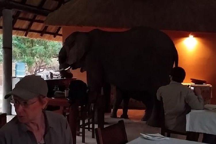 Inilah momen ketika rombongan keluarga gajah terekam menginvasi ruang makan hotel di Zambia untuk sarapan.