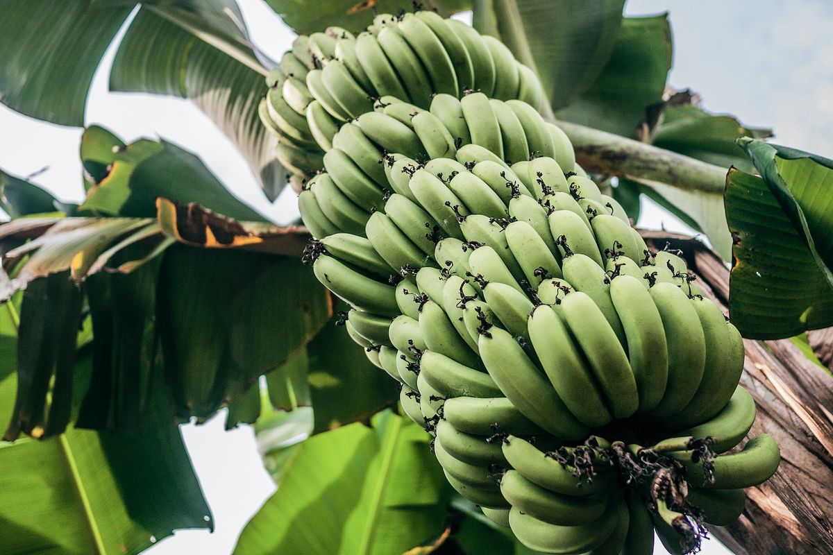 Ilustrasi pohon pisang, tanaman pisang, budidaya pisang.