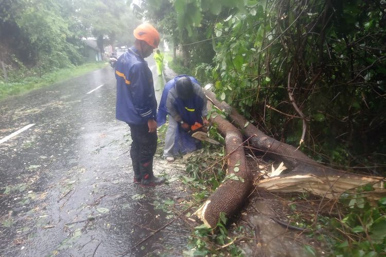Pohon trembesi yang tumbang karena angin kencang di Kecamatan Jelbuk menimpa pengendara hingga mengalami luka berat