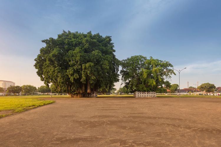 Penampakan pohon beringin kembar di Alun-alun Selatan atau Alun-alun Kidul Yogyakarta dan mitosnya.

