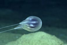 Ilmuwan Temukan Makhluk Baru di Laut Dalam, Mirip Balon Bertali Dua