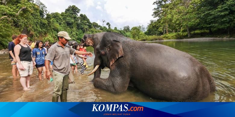 Tangkahan Keindahan Tersembunyi Di Sumatera Utara Halaman All Kompas Com