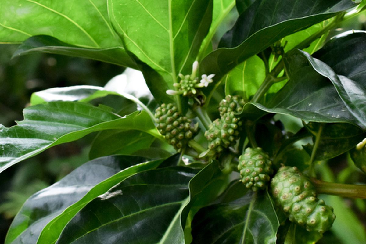 Ilustrasi buah mengkudu, daun mengkudu. 