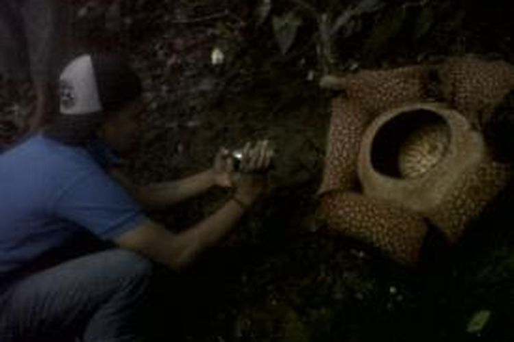 Bunga Rafflesia jenis Rafflesia Arnoldi mekar sempurna di Bengkulu