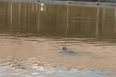 Banjir Landa Sangatta, Biawak Berkeliaran di Kawasan Rumah Sakit