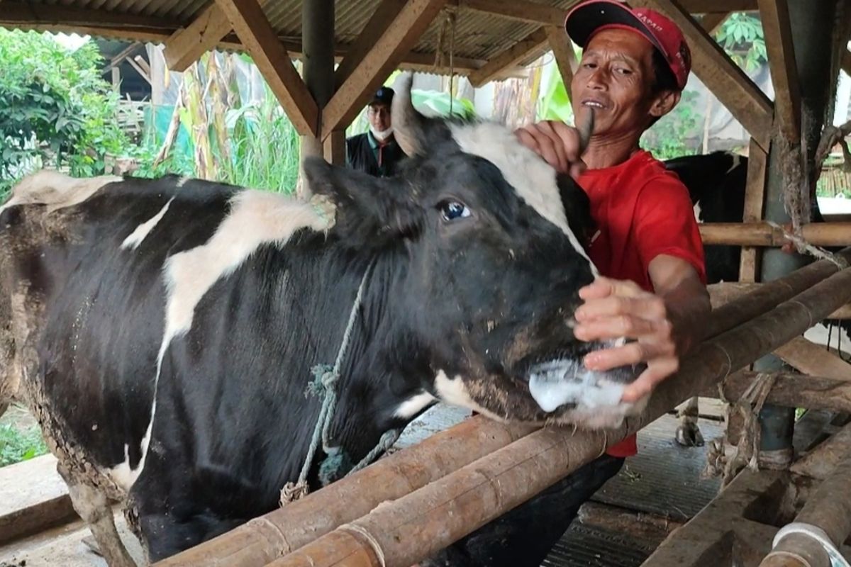Hendar (53) menunjukan busa di mulut sapi milik nya di Blok Cigeureung Kelurahan Cigugur Kecamaran Cigugur, Kabupaten Kuningan.