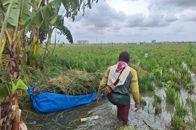 Jakarta Masih Punya Sawah Ratusan Hektar di Rorotan, Kok Bisa?