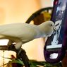 Peneliti Mulai Ajari Burung Beo Lakukan Video Call