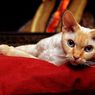 10 Ras Kucing Bertubuh Kecil, Penampilannya Lucu dan Menggemaskan