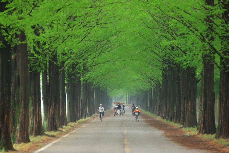 Metasequoia Forestroad di Jeollanamdo.