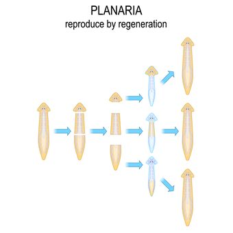 Fragmentasi pada hewan Planaria