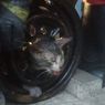 Kucing Terjepit Pelek Mobil di Surabaya, Damkar Bantu Evakuasi