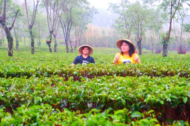 Suasana di Kebun Teh Wonosari, Lawang, Kabupaten Malang.