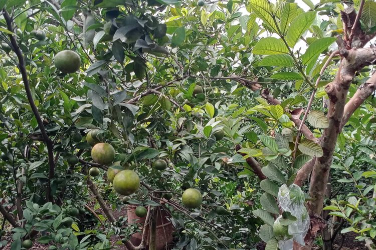 Lahan pertanian jeruk di Desa Tlekung, Kecamatan Junrejo, Kota Batu milik Sumari (50). 