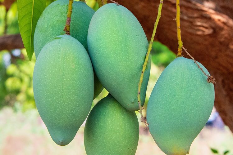 Ilustrasi tanaman mangga, pohon mangga, buah mangga. 