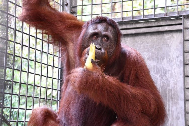Kisah Himba dan Lykke, 2 dari 5 Orangutan yang Dilepasliarkan Usai Rehabilitasi Puluhan Tahun