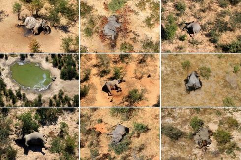 Cyanobacteria, Penyebab Ratusan Gajah di Botswana Mati Misterius