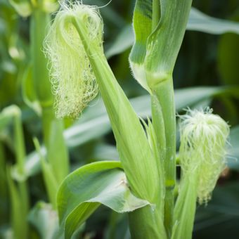 Ilistrasi tanaman jagung muda