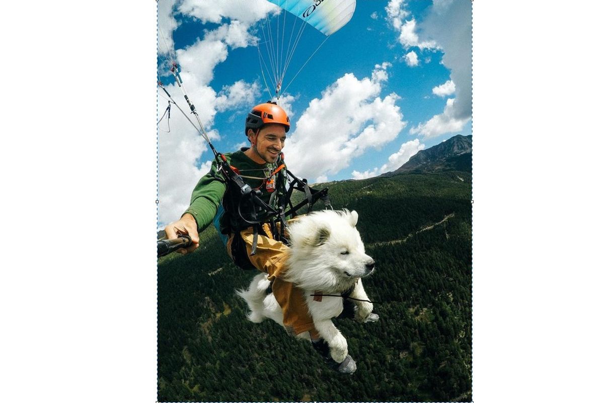 Ouka, anjing yang lihai paragliding