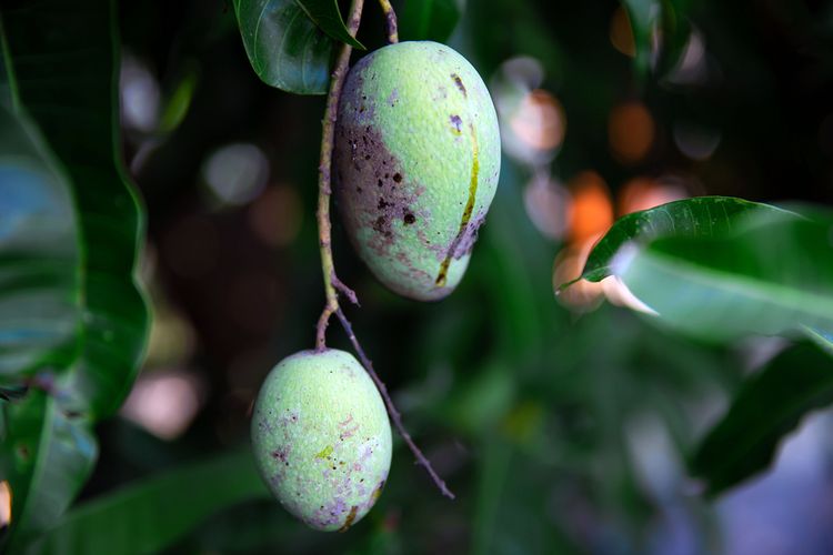 Ilustrasi buah mangga yang terserang hama