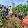 Puluhan Hektar Lahan Pertanian di Gunungkidul Diserang Hama Tikus
