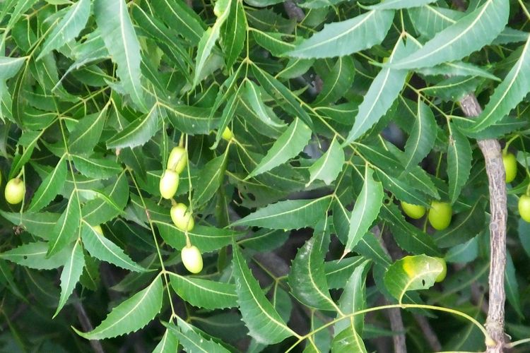 Ilustrasi tanaman nimba, daun nimba. 