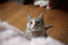 5 Penyebab Kucing di Rumah Terkena Kutu dan Cara Mengatasinya