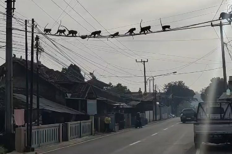Kawanan monyet liar yang tengah melintas di kabel listrik di Jalan Raya Sadu-Soreang Kabupaten Bandung, Jawa Barat, pada Rabu (24/4/2024)