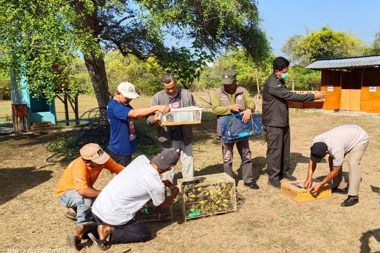 284 Burung Hendak Diselundupkan dari Bali ke Jawa, Pengiriman Digagalkan di Gilimanuk