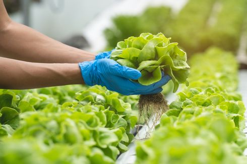 6 Tanaman Sayur yang Tumbuh Subur di Dalam Ruangan, Bisa Panen Terus