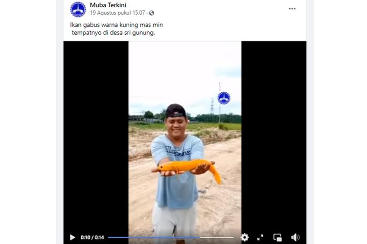 Tangkapan layar video berisi seorang pria yang membawa ikan gabus berwarna oranye